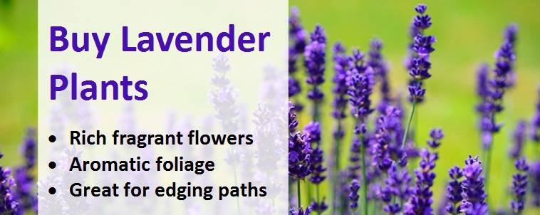 Buy lavender plants